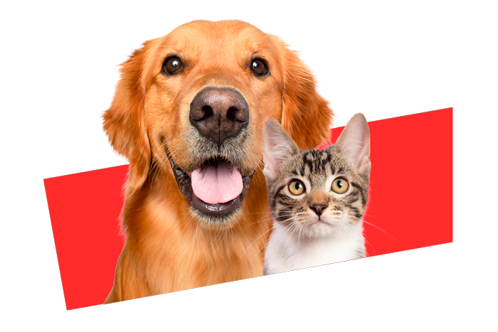 Cão e gato Fortekor
