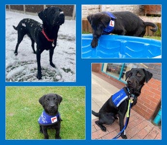 Support dog montage