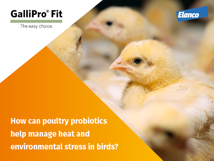 Gallipro Fit thumbnail heat stress