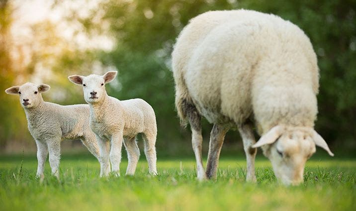Lambs and Ewe Thumbnail