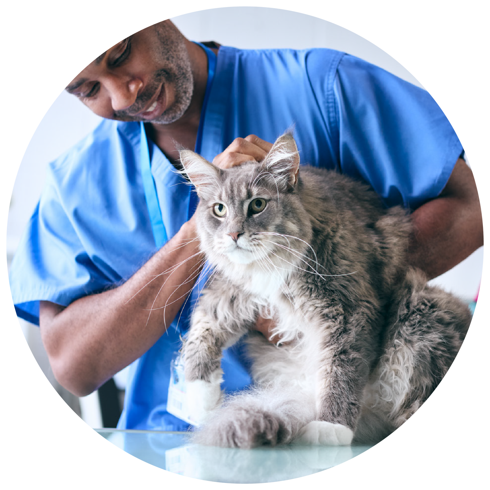 Medico-veterinário com jaleco azul, fazendo carinho em um gato acinzentado com partes do corpo com pelos brancos em uma mesa de vidro.