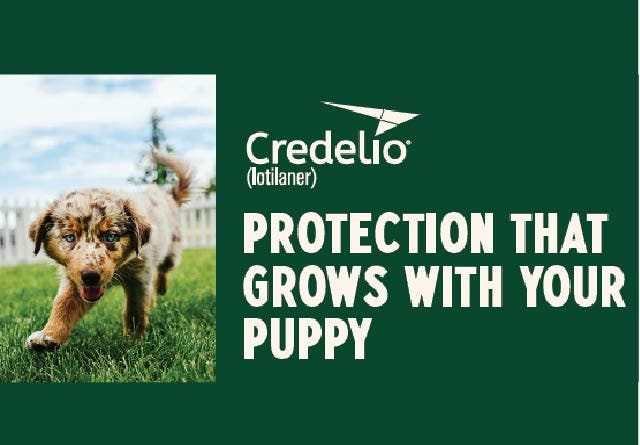 A dark green promotional banner for Credelio (lotilaner). The text reads 'PROTECTION THAT GROWS WITH YOUR PUPPY' in bold white and green letters. On the left is a photo of a small, speckled puppy running through green grass.