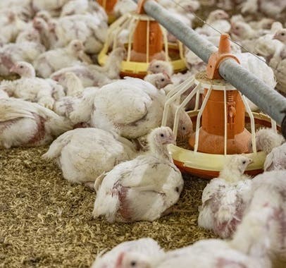 Broilers and feed 