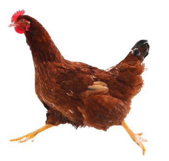 Chicken running