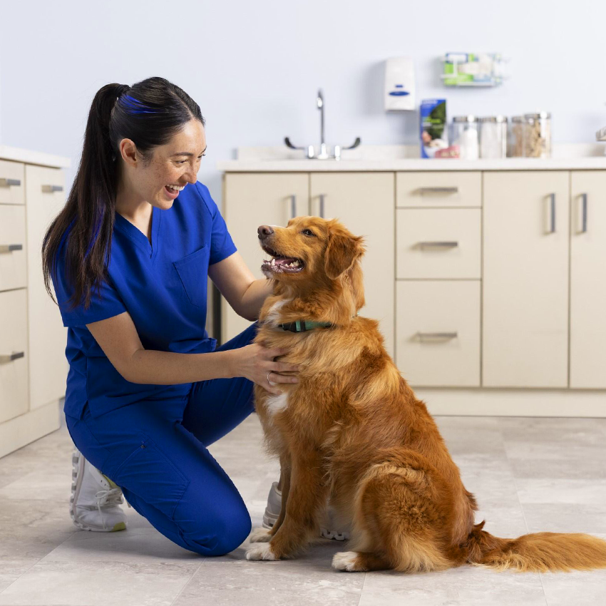 A female veterinarian in blue scrubs is kneeling on a clinic floor, smiling warmly at a medium-sized golden-colored dog. The dog is sitting and looking back at her. The background shows a clean, professional veterinary exam room with white cabinets and a sink.
