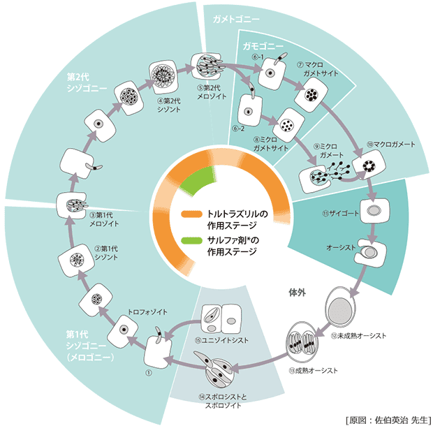 Elanco Japan プロコックス® イソスポラ属の生活環