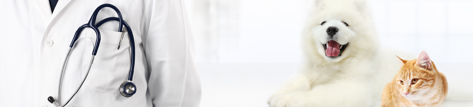 On-demand courses banner image featuring a veterinarian professional with a dog and cat