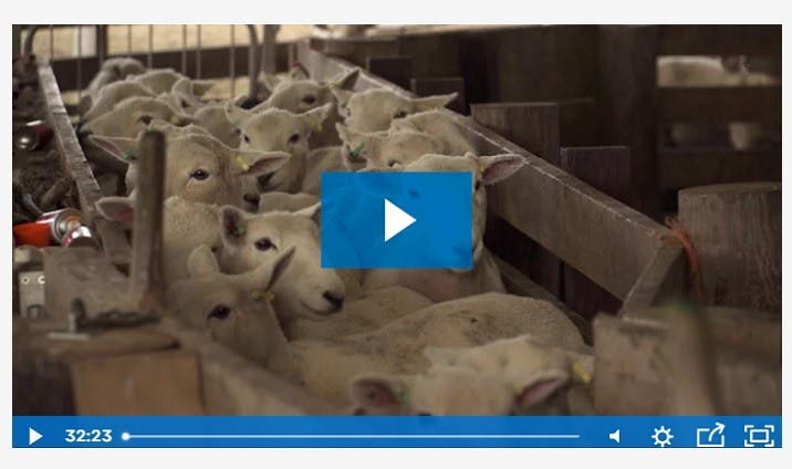 Sheep Perin Training Video Thumbnail