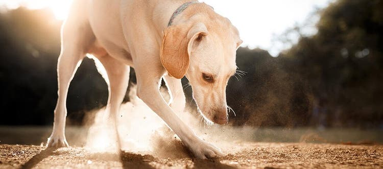 Dog digging in the dirt