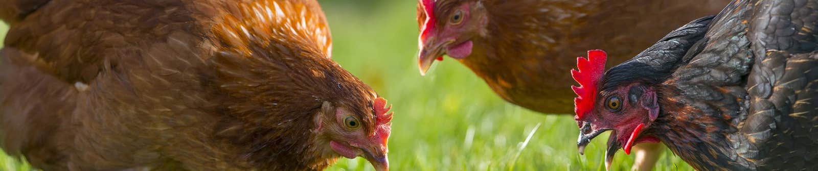 Chickens pecking at grass