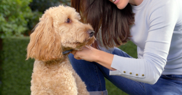 Owner putting collar on dog