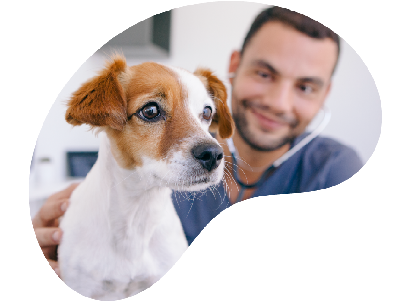 Cachorro no medico-veterinário.