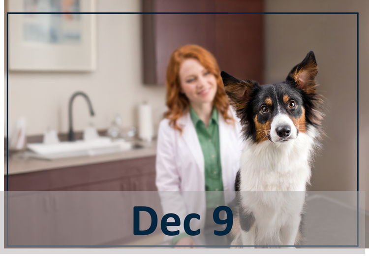 Hot Topics in Canine Infectious Diseases Dec 9 header image