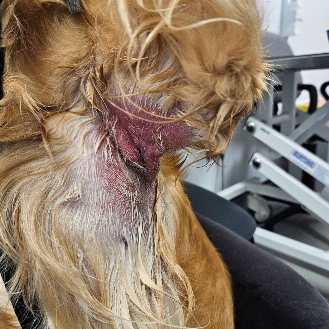 Wyn before photo - showing a dog with poor skin condition.