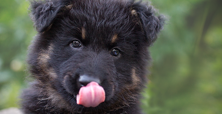 エキノコックス犬画像