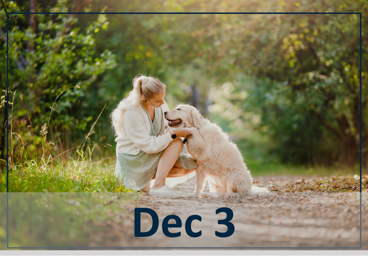 Ultimate Itchy Dog Playbook header image dec 3