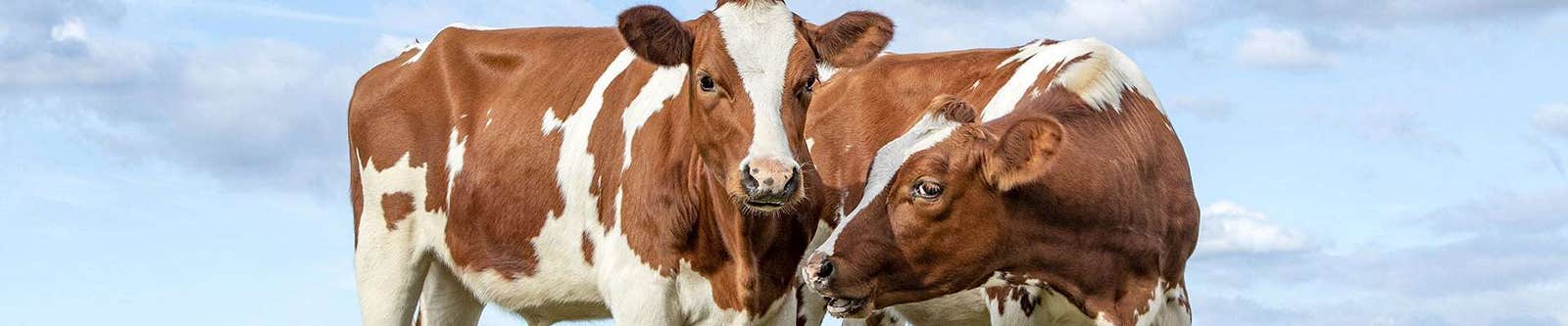 Cattle Health