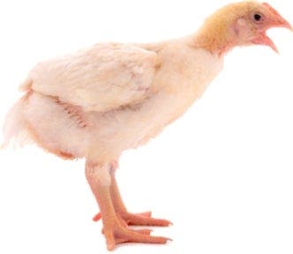 Chicken squawking