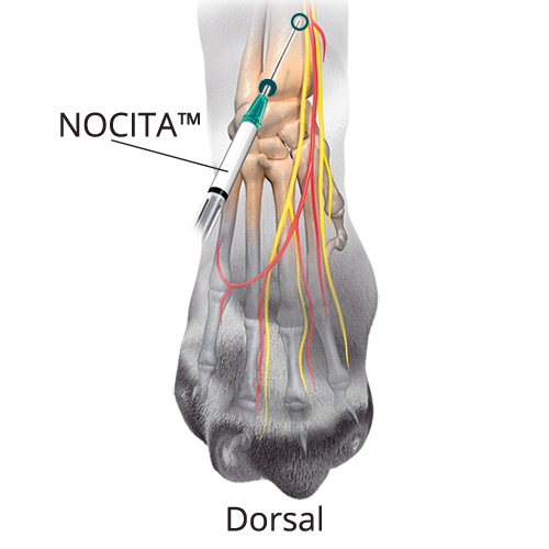 Nocita administration needle showing insertion point on an illustrated dorsal cat limb