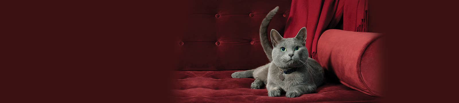 grey cat lying on velvet couch