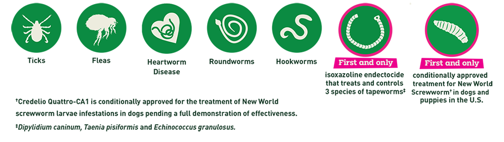 Elanco Credelio Quattro parasite coverage infographic. Icons show protection against ticks, fleas, heartworm disease, roundworms, and hookworms. Highlights tapeworms and New World screwworm as "first and only" treatments for dogs and puppies in the U.S.

