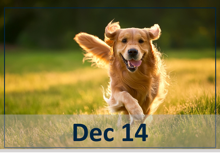 Dec 14 Galliprant webinar.