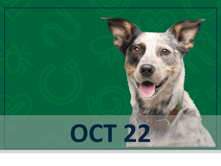Credelio Quattro Dog Webinar image