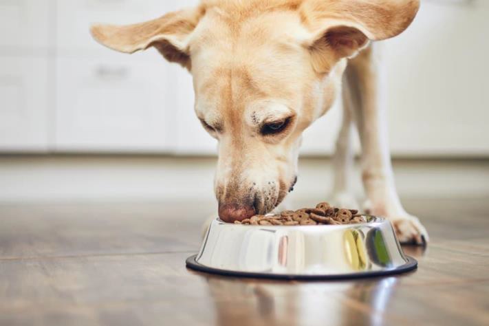 cachorro comendo ração no pote