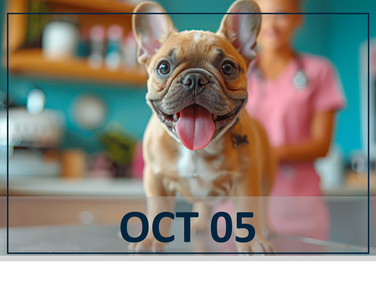 Canine Infectious Respiratory Disease: Standardizing Protocols for Vaccination and Treatment