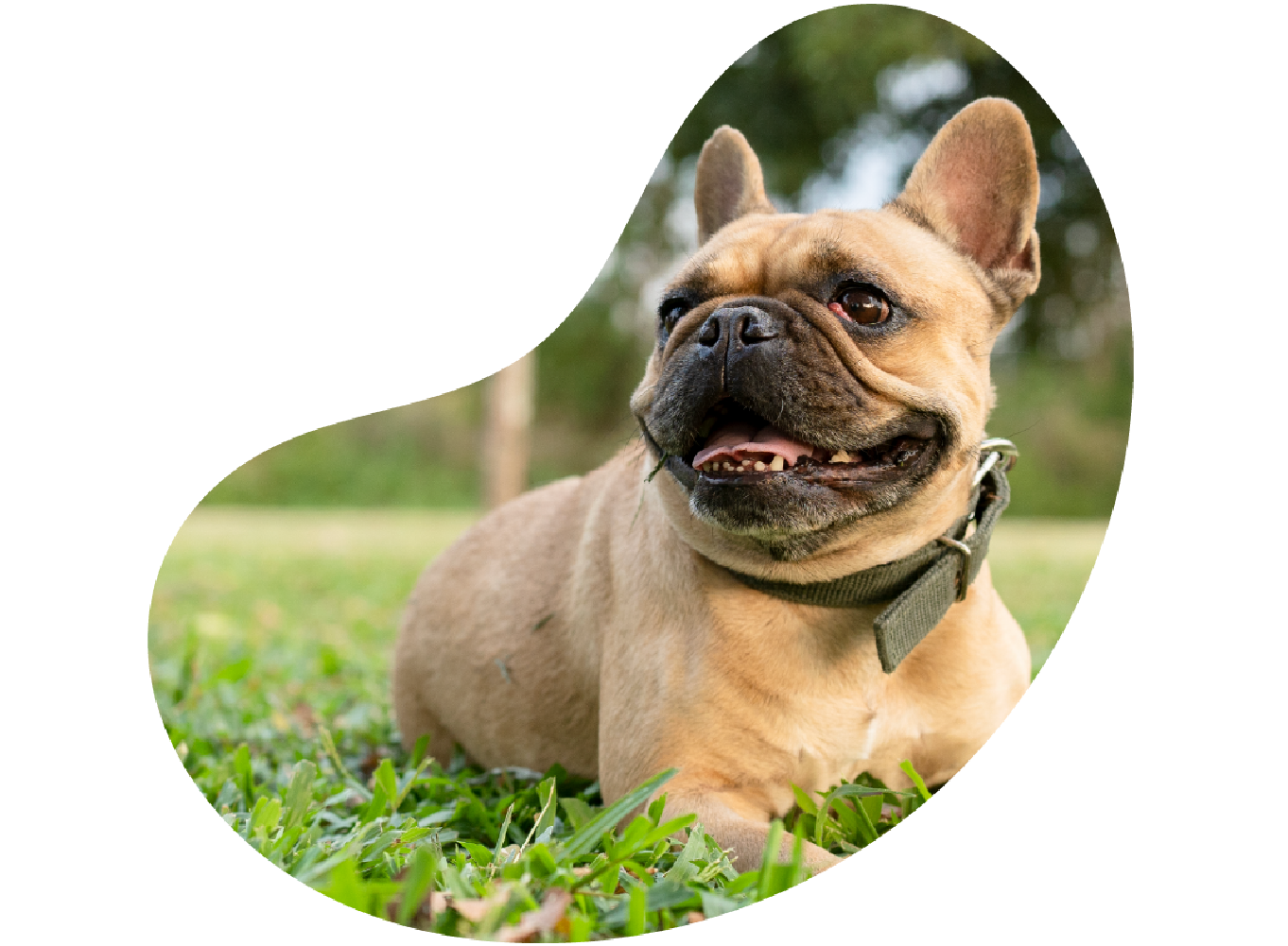 Buldogue francês caramelo de coleira verde deitado no gramado de um parque.