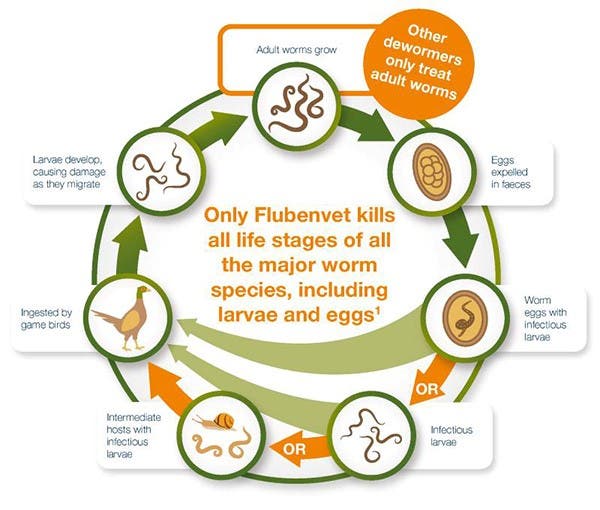 Indirect Worm Lifecycle