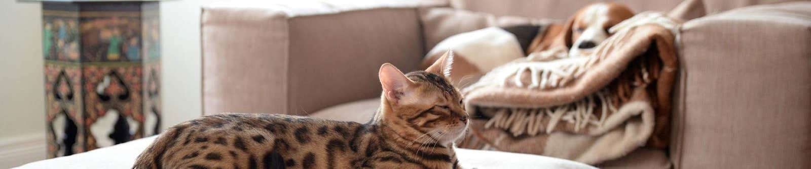Cat and dog hero image