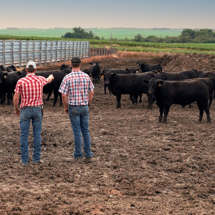 Services Parasitologie bovine 