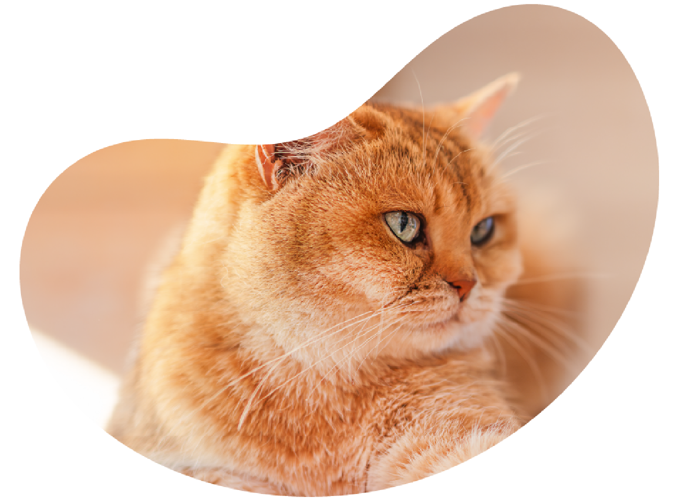 Gato laranja da raça Scottish fold deitado na cama em uma feição tranquila.