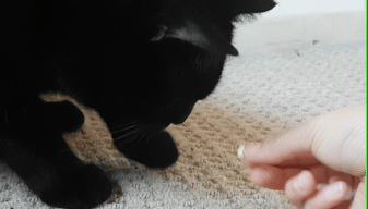 A black cat leaning forward to sniff or eat a small white pill being held in a person's open hand.
