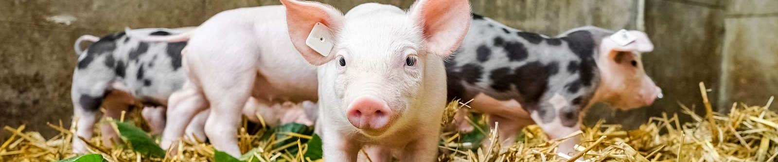 Pig Health