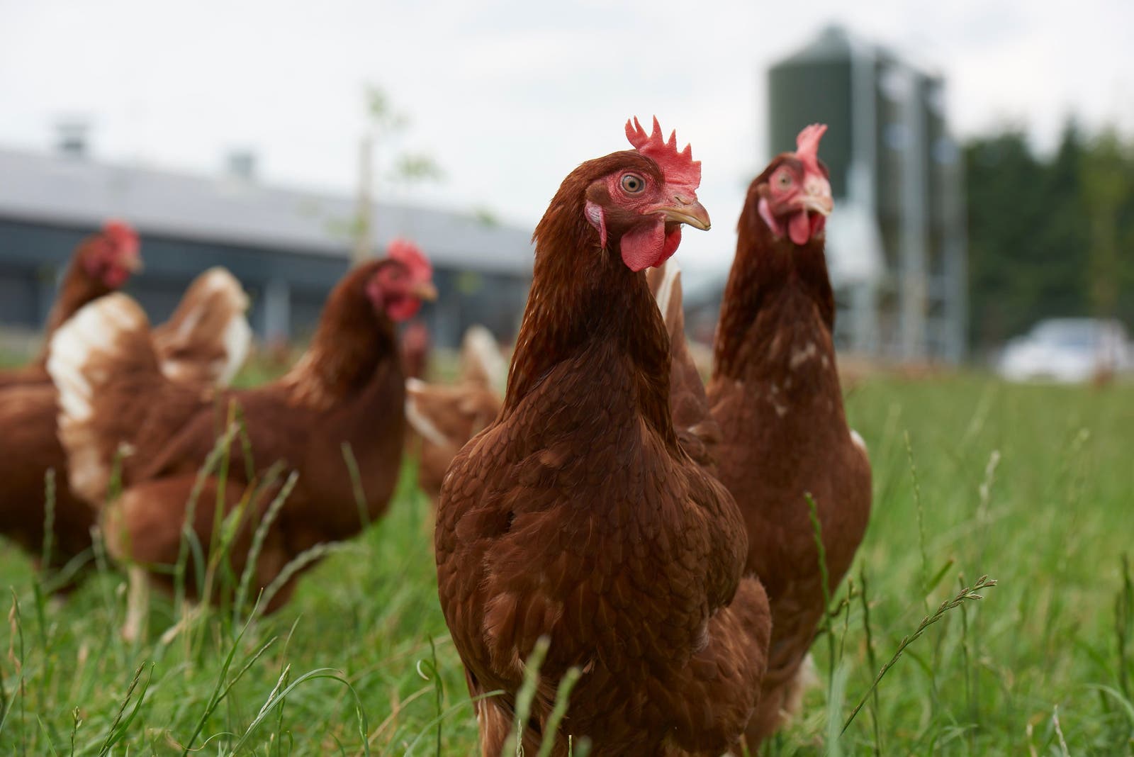 Layer chickens