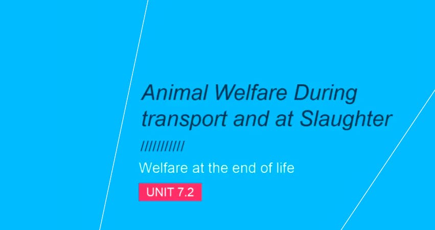Bem-estar animal durante o transporte e abate: Unidade 7.2