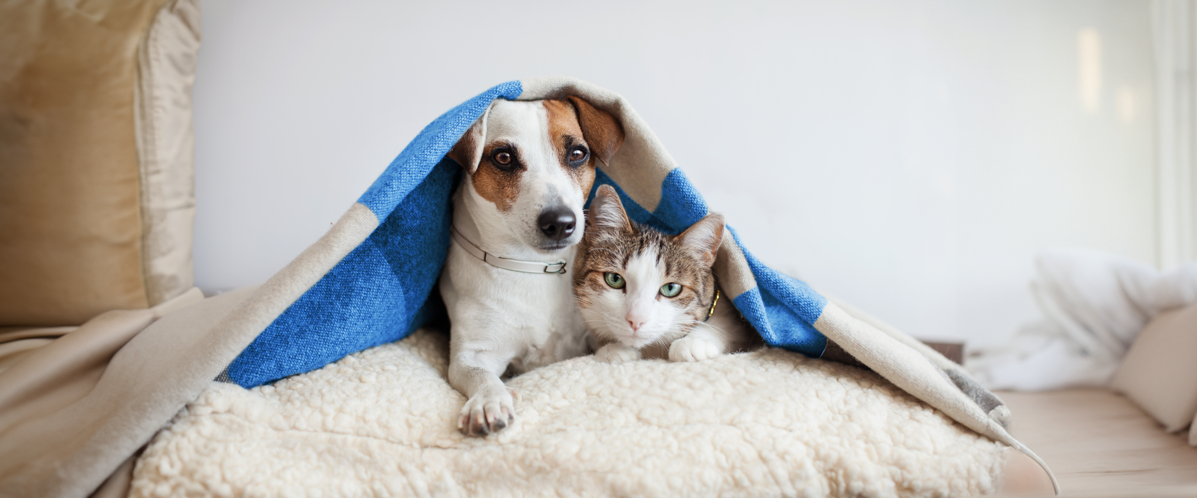 Dog and cat in blanket