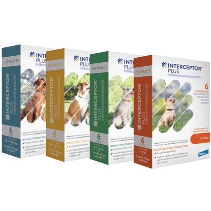 Interceptor plus hot sale chewables for dogs