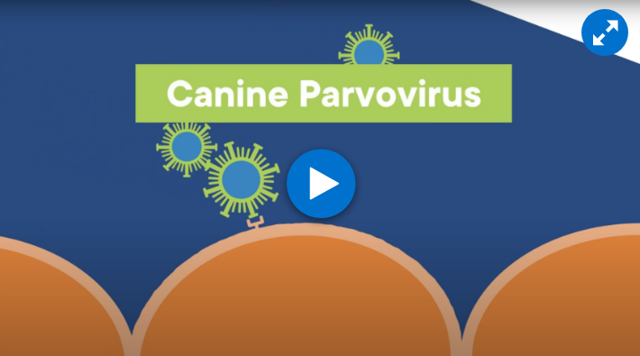 Animated scene of several canine parvoviruses and cells in a dog's body with words "Canine Parvovirus" across the middle.