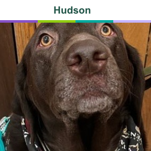 Hudson before treatment with Zenrelia for itch