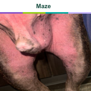 Maze before treatment with Zenrelia for itch
