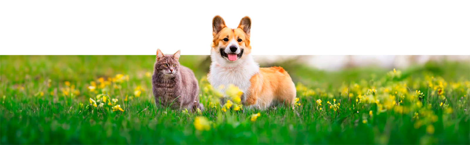dois cachorros em um gramado verde