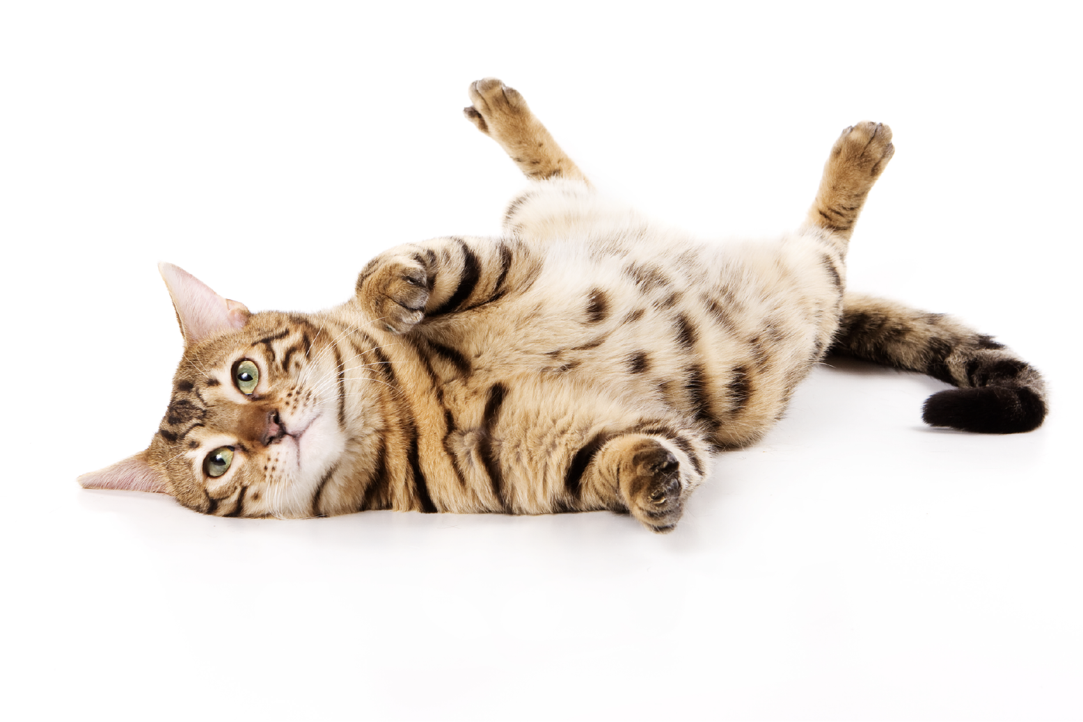 Gato tigrado de pelo curto deitado de barriga para cima, com as patas levantadas e olhar atento, sobre fundo branco.