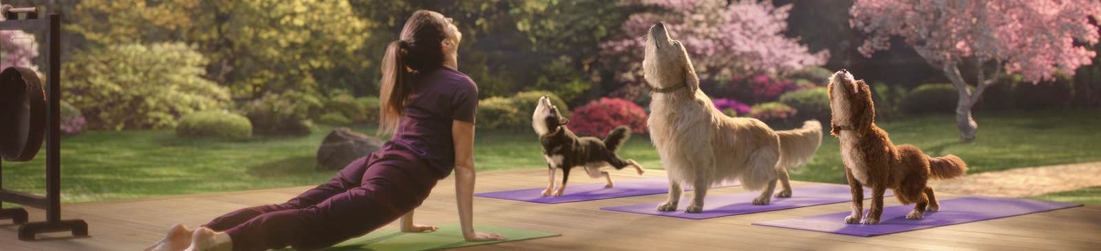A lady and three dogs doing yoga