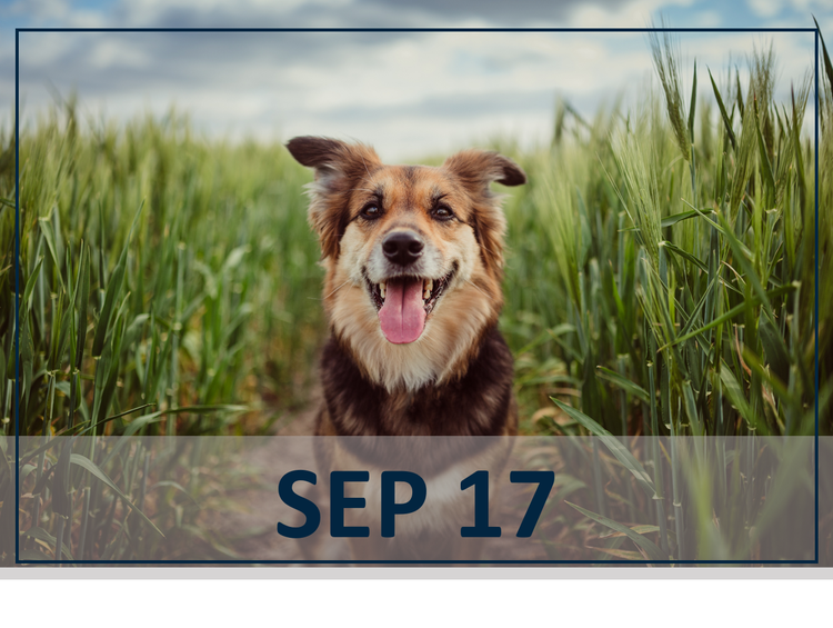 The Power of Four Webinar - Credelio Quattro Dog in Grass