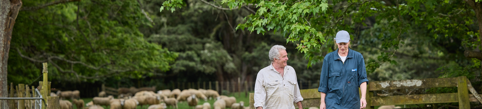 Sheep and farmers in paddock