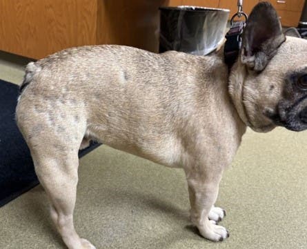 Frank before treatment with Zenrelia