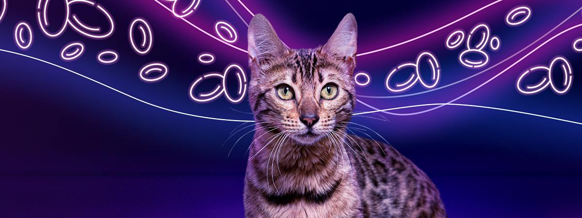 Gato fundo roxo Varenzin Artigo